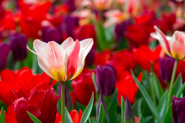 Beautiful tulip in a park