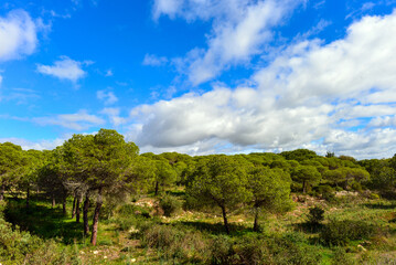 Fototapeta na wymiar Küstenlandschaft bei Estombar (Algarve, Portugal)