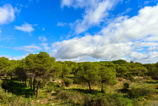 K&uuml;stenlandschaft bei Estombar (Algarve, Portugal)