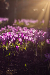 Primroses. Purple crocuses in the rays of the setting sun. Beautiful floral background. Vertical