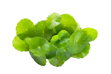 Fresh green centella asiatica leaves or water pennywort  plant