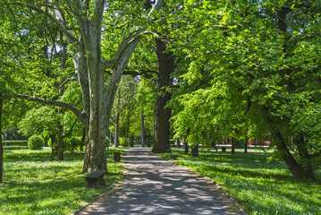 Walking path and forest in the park in the spring