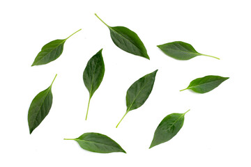 Green leaves of chili peppers on white.