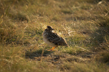 Juvenille skylark (Alauda arvensis) in grassland