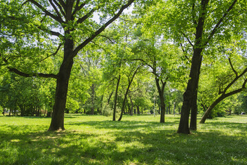 Fototapeta na wymiar Meadow and forest in the park in the spring