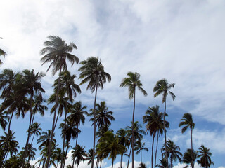 Fototapeta na wymiar coconut trees and clear day - vacation, beach and happy day concept