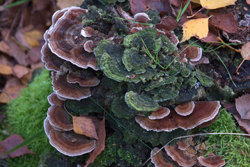 An old tree stump covered with a brown mushroom cap and green moss.