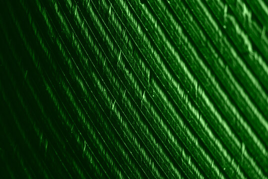 The surface of a green feather with visible texture and details in macro enlargement.