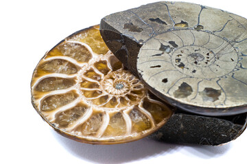 Macro slices of opalized and pyrite ammonite, ammolite crystal silicate and fools gold silver metal fossil isolated on a white background surface