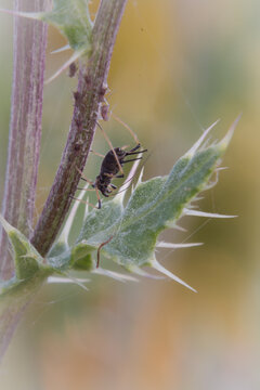 Large thistle aphid (Uroleucon cirsii) on thistle