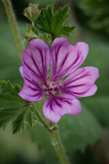 Hedgerow cranesbill flower (Geranium pyrenaicum)