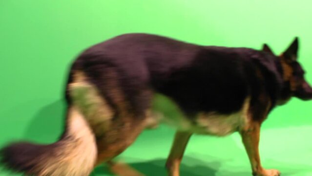 German Shepherd Walking, Green Screen, German Shepherd on Green Screen, Adult German Shepherd, Walking Dog, Dog Walking By