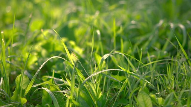 Close up of green summer grass with dew drops sparkling in the morning sun sway in lite wind. Summer concept.
