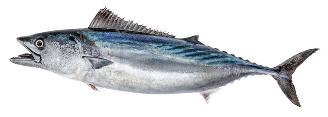 Fish Atlantic bonito, with open mouth. Isolated on white background