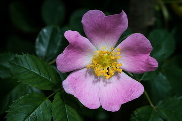 Pink wild rose flower (Rosa acicularis)