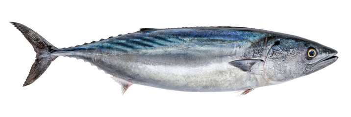 Fish bonito, isolated on white background (Sarda sarda)