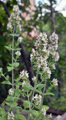 Flowering melissa (Melissa officinalis) flowers