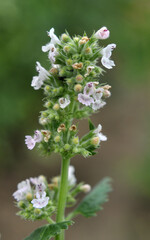 Flowering melissa (Melissa officinalis) flowers