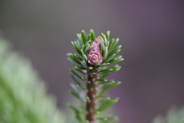 flower of a pine