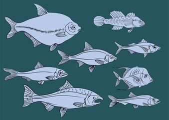 Set of eadible fish - monochrome painting