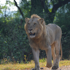 Lion during African safari in Kruger national park