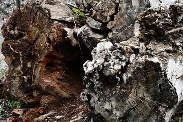 a rotten wooden log