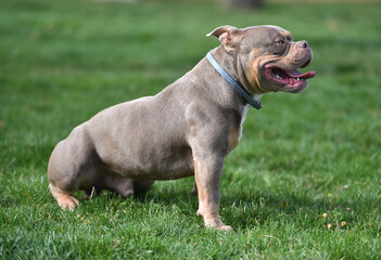 un poderoso perro de raza american bully en un parque