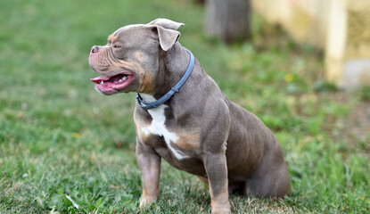 a strong american buly dog in the park