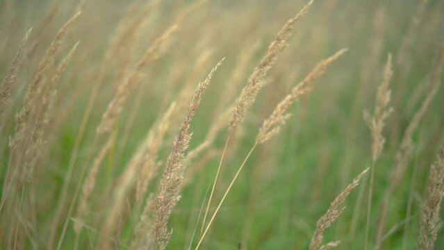 Close up of wild reeds grass sway on wind in slow motion. Phragmites or common reeds.