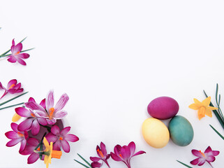 Spring crocuses and Easter Eggs isolated on white Background.