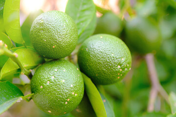 Limes on a tree branch close-up. Limes harvest season concept idea. Aegean or mediterranean traditional vegan fruit. Selective focus.