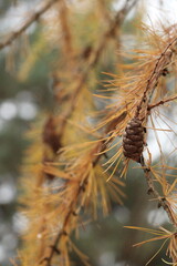 pine cone