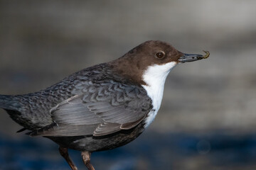 Dipper and larva