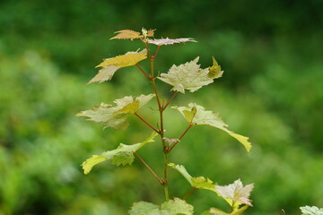 Green grape leaves on the tree