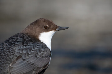 Potrait of dipper