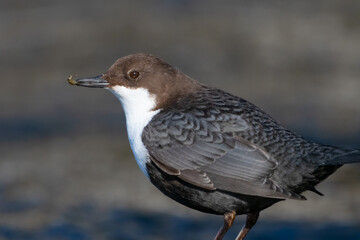 Dippers catch