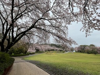  Cherry blossoms are a sign of spring