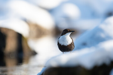 Dipper and snowy rocks