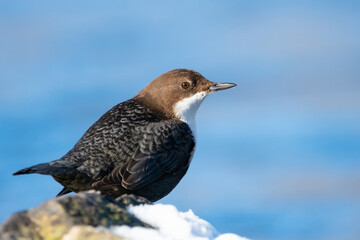 European dipper