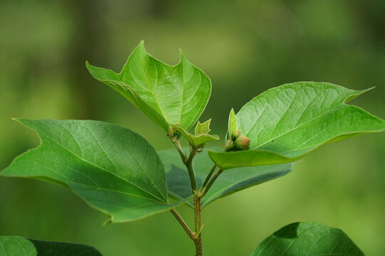 Gossypium arboreum (Also known cotton plant, kapas) leaves