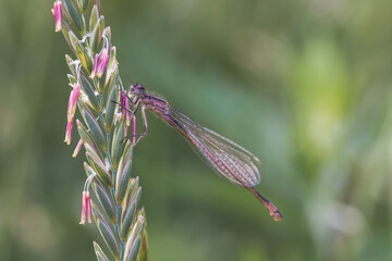 Immature blue tailed damselfly (Ischnura elegans)