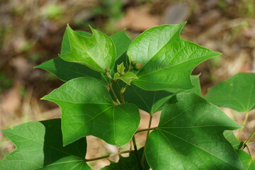 Gossypium arboreum (Also known cotton plant, kapas) leaves