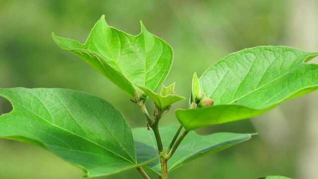 Gossypium arboreum (Also known cotton plant, kapas) leaves