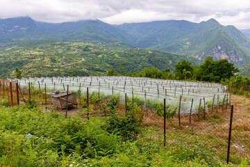 Fototapeta na wymiar Countryside vineyard in Georgia covered with protective vineyard netting, protection from insects, birds and hail. Khvamli Mountain range in Racha region in Georgia.