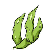 Edamame green soy vector illustration
