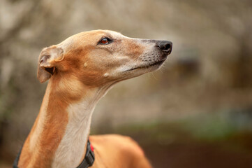 Red borzoi dog looking side view closeup portrait