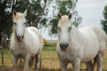 Fototapeta na wymiar white horse on the farm