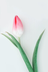 Pink tulip with water drops isolated on white background.