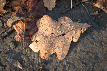 Dew covered dried oak leaf