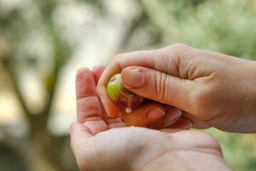 Woman pouring olive milk on her hand for personal care on nature background. Beautiful concept of personal care with organic ingredient. Close-up of female hands and fingers.	
